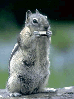 animaciya 240 320 Humor 43820.gif